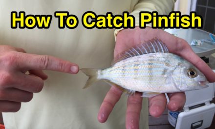 Salt Strong | – How to Catch Pinfish for Bait Without a Cast Net or a Pinfish Trap (Full Instructions)