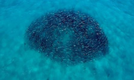 BlacktipH – Hundreds of Sharks Feeding on Thousands of Giant Bluefish – 4K