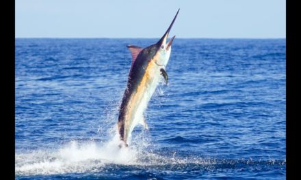 The Obsession of Carter Andrews – Panama Black Marlin Preview – Episode 303