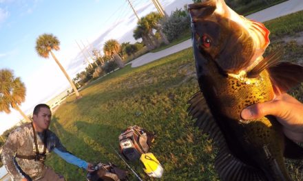 Peacock Bass and Gar on Poppers/Shiners – Florida Canal Fishing