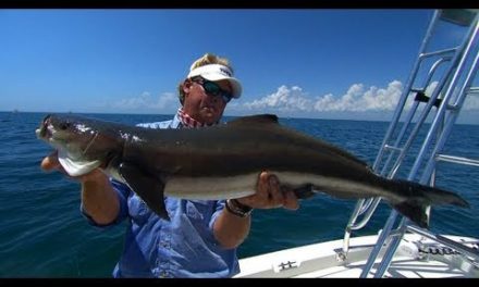 Port Canaveral Cobia Fishing the Beaches with Capt Scott Lum