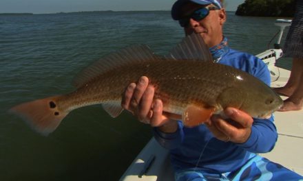 Tampa Florida fishing for snook and redfish