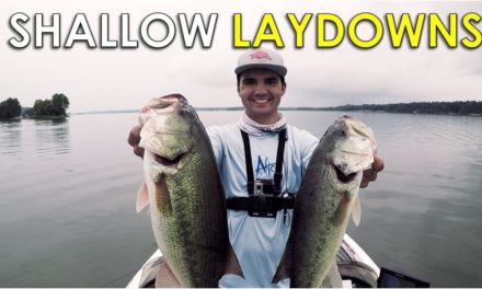 How to Fish Shallow Wood for Early Fall Bass