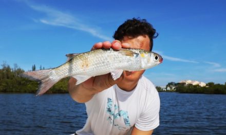 Lawson Lindsey – Inshore Fishing With Live Mullet