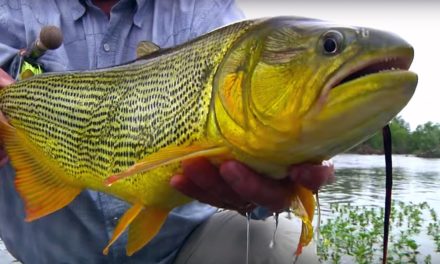 Juramento Fly Fishing – Golden Dorado Argentina by Todd Moen