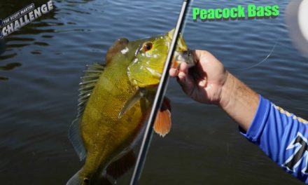 Scott Martin Challenge – SMC Season 11.2 : South Florida Peacock Bass – How to successfully fish for them.
