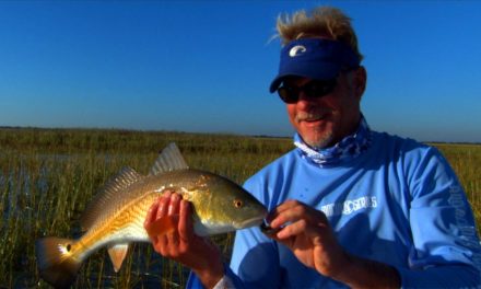 Sight Fishing for Georgia Redfish in the Flood Grass with 1 DOA Lure