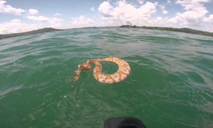 MajorLeagueFishing – When Snakes Attack!