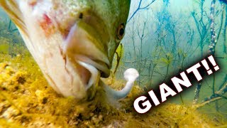 BIG Swimbaits vs. BIG Bass! Underwater Fishing Footage!