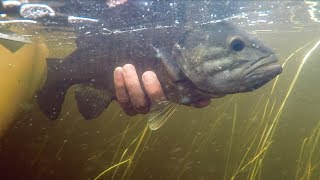 LakeForkGuy – Best Smallmouth Bass Fishing Patterns from Canada