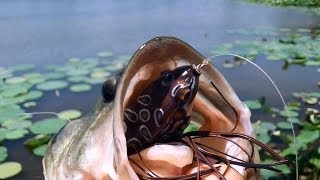 Topwater Strikes – KOPPERS Live Target Frog (Hat Cam Bass)