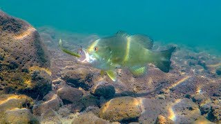 Underwater Bass Fishing Footage | Drop Shotting Crystal Clear Water!