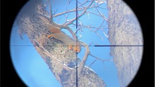 Flair – EPIC Squirrel Hunting with Pellet Gun (SCOPE CAM) – Kill and Cook