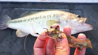 Fishing w/ LIVE LIZARDS for Giant Bass!!! (Bed Fishing)