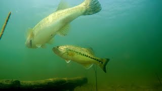 Spawning Bass Tips! Muddy Water? Cold Water? No Problem!