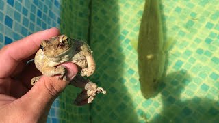 TREE FROG GETS Eaten By Giant BASS
