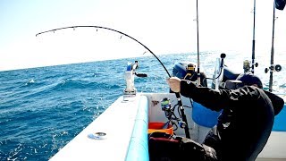 BlacktipH – The Florida Cobia Fishing Challenge – 4K