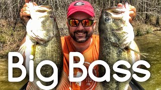 Two Giant Bass Fishing a Jackhammer Chatterbait