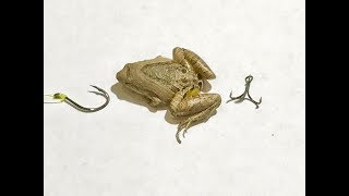 How To Hook Live Frog for Bass – DIY Fishing experience – Móc Mồi Nhái Hoa