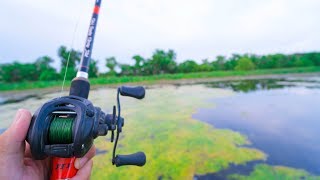 Flair – BEST Frog Fishing Lake EVER!!!