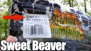 Bass Fishing from the Bank with Texas Rig Soft Plastic Sweet Beaver