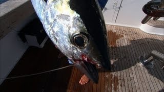 Big Speckled Sea Trout Atlantic Sailfish Fishing and Tuna on Fly