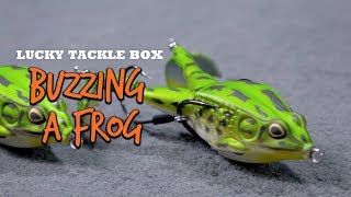Buzzing a Frog for Big Bass Blowups
