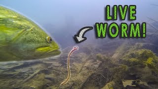 Do Bass Actually Eat Worms?? | GoPro Live Worm Footage