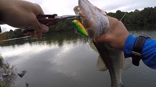 Fall Bass Fishing with a Lipless Crankbait!