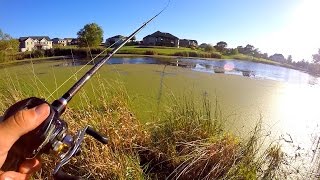 Flair – Fishing 4 Ponds in 4 Hours Challenge!