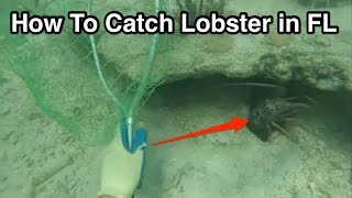 Salt Strong | – How to Catch Lobster in the Florida Keys While Snorkeling