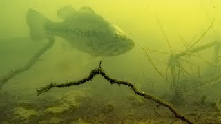How to Quickly Find Prespawn Bass in Grass Lakes