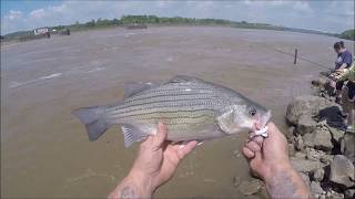 Meat Fishing for Hybrid Striped Bass