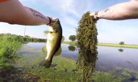 Lunkers TV – Bass VS Grass