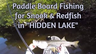 Salt Strong | – Paddle Board Fishing for Snook and Redfish [Secret Lake near Tampa, FL]