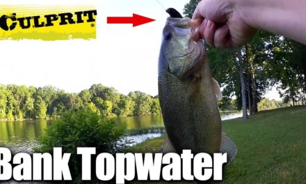 Topwater Bass Fishing FROM THE BANK – Fishing With Frogs & Toads