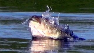 Topwater Frog Bass Fishing – Big Bass Chasing Frogs