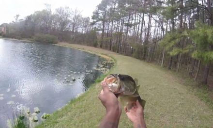 Can I catch a bass on a Brand New KVD Sexy Frog?!!!!!