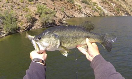 Catching Big Bass On Swimbaits: How Fast Should You Reel?