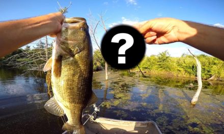 Flair – Catching GIANT Bass with a MOUSE?!?!
