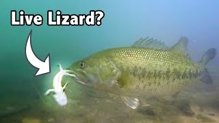 Do Bass Actually Eat LIZARDS?? | GoPro Live Lizard Footage Underwater