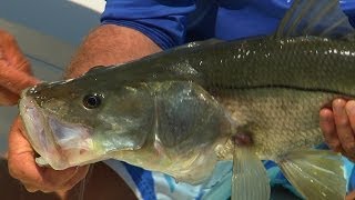 Florida Everglades Fishing Videos for Backcountry Snook and Redfish