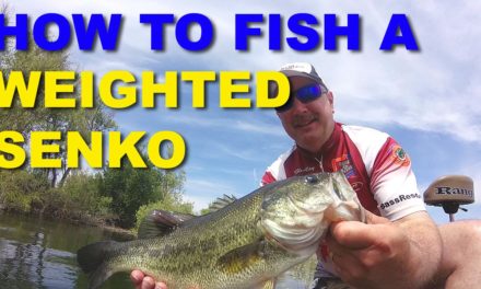 How To Fish Texas Rigged Senkos | Bass Fishing