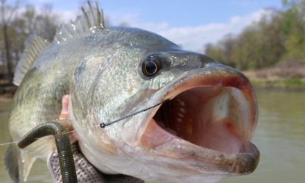 How To Fish a Senko – Texas Rigged Senko Bass Fishing Tips