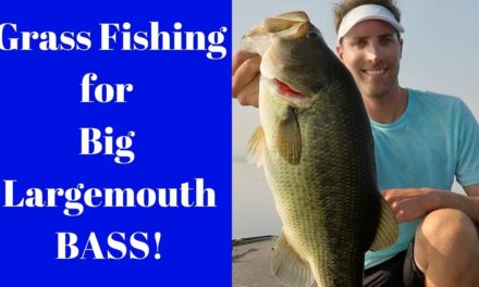 How to catch bass in the heat of summer in the grass – Bass Fishing the Chesapeake Bay Flats!