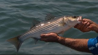 Lake Lanier Striped Bass Fishing Using Humminbird Mega Image