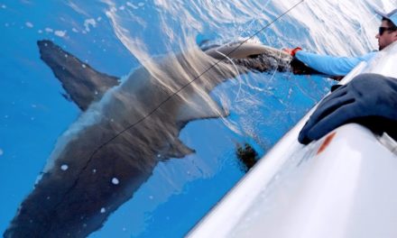 BlacktipH – NFL Shark Fishing Battle – Wide Receiver vs Defensive End
