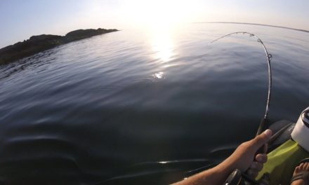 SUNRISE LIVE BUNKER (pogie) FISHING – STRIPED BASS