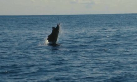 The Obsession of Carter Andrews – Slow Motion Pacific Sailfish caught with YO-ZURI Pink Flourocarbon
