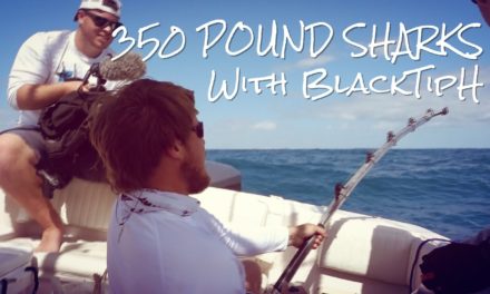 Lunkers TV – 350 Pound Sharks with BlackTipH
